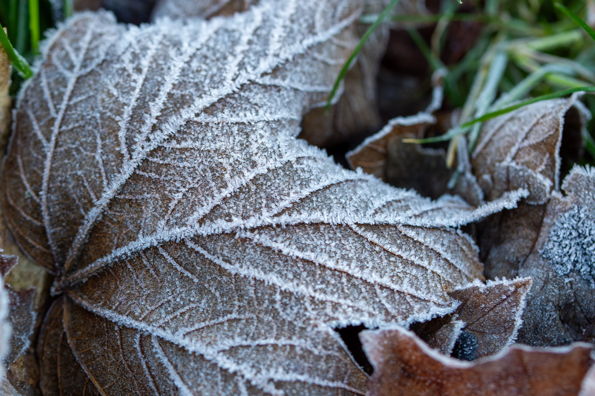Crispy Leaf