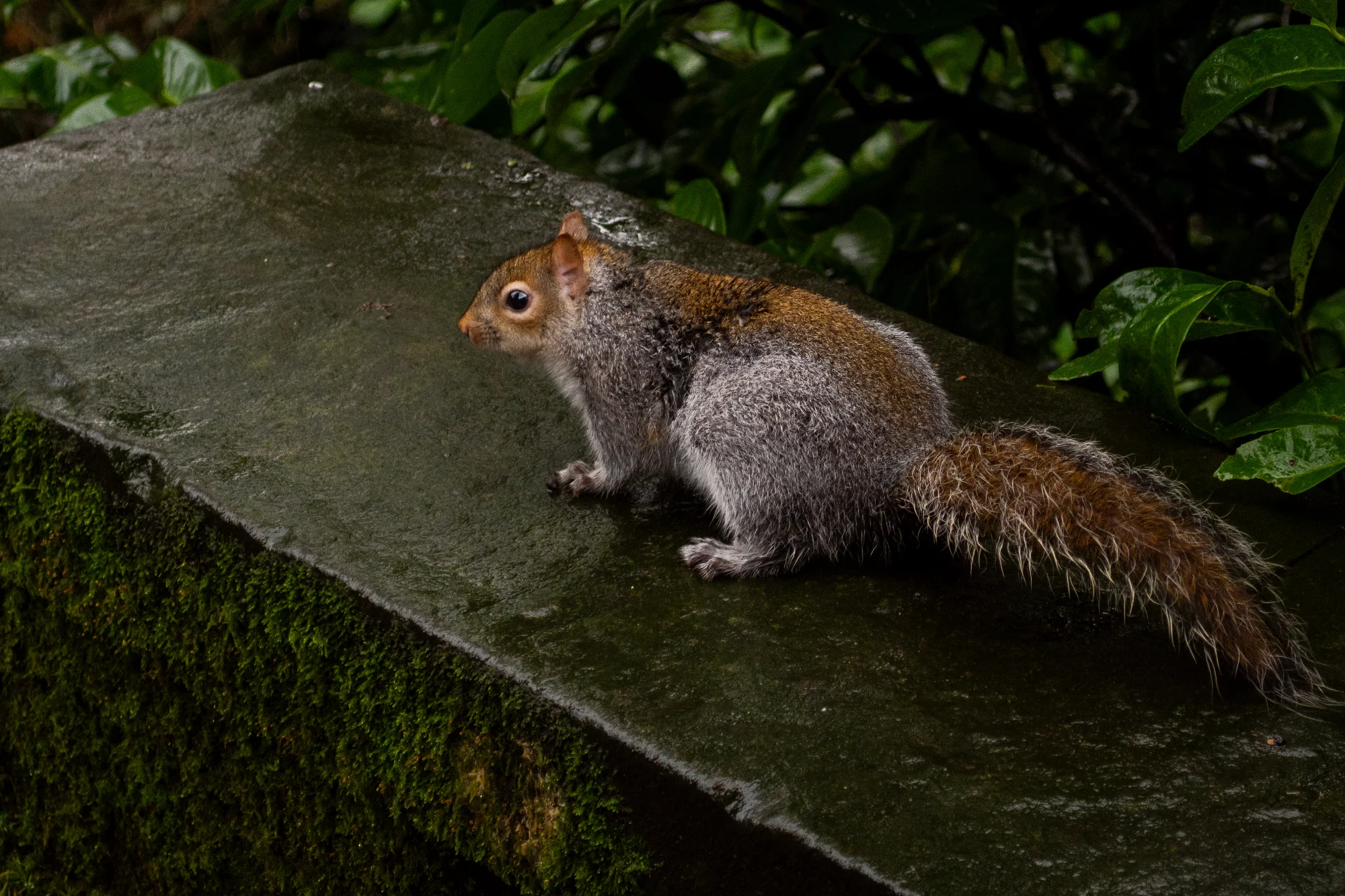 Squirrel